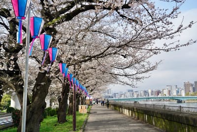 隅田川沿いの桜写真