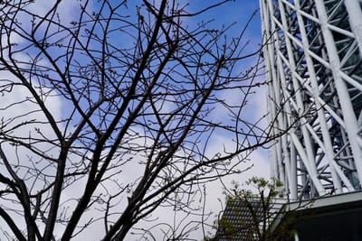 スカイツリー前の桜写真