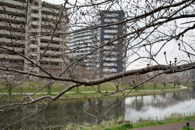 旧中川水辺公園の桜写真