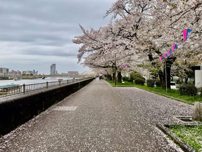 隅田川沿いの桜写真