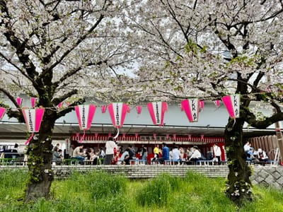 隅田川沿いの桜写真