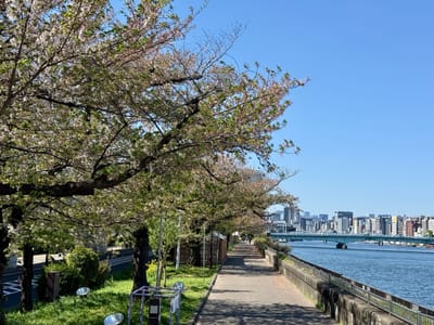 隅田川沿いの桜写真