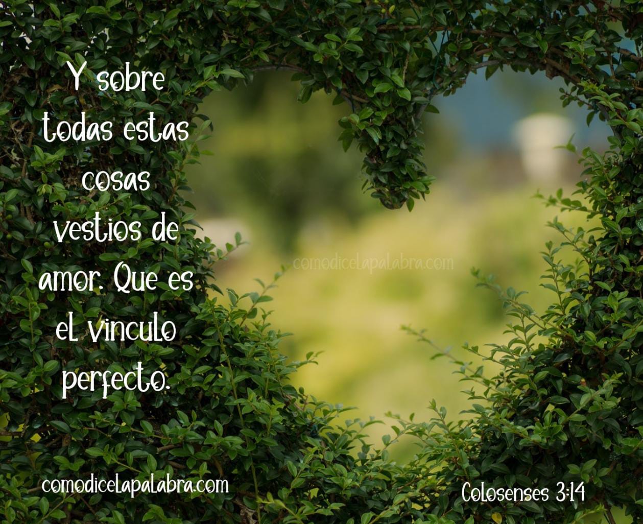 Colosenses 3:14 Y sobre todas estas cosas vestíos de amor, que es el vínculo perfecto.
