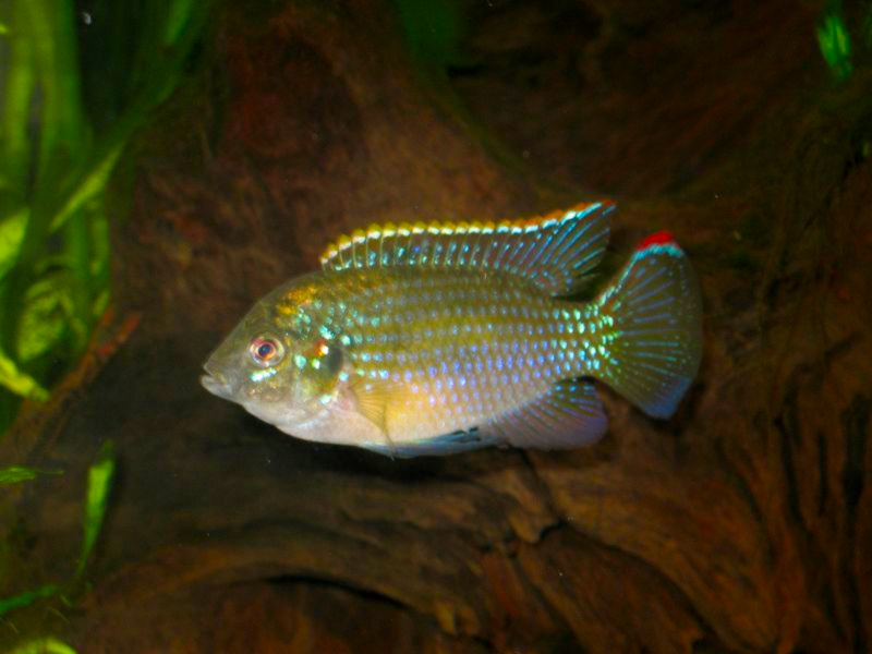 African Butterfly Cichlid