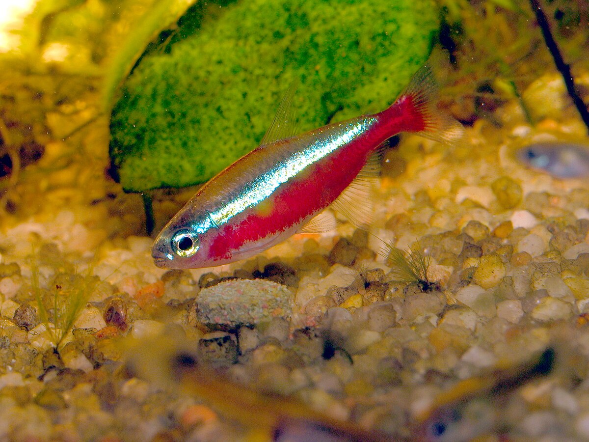 Cardinal Tetra