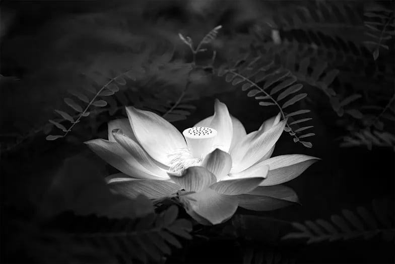Lotus
