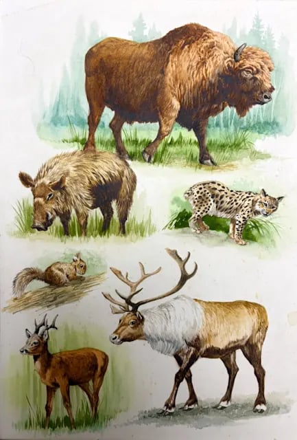 昭和40年代 動物図鑑の原画展の展示画像