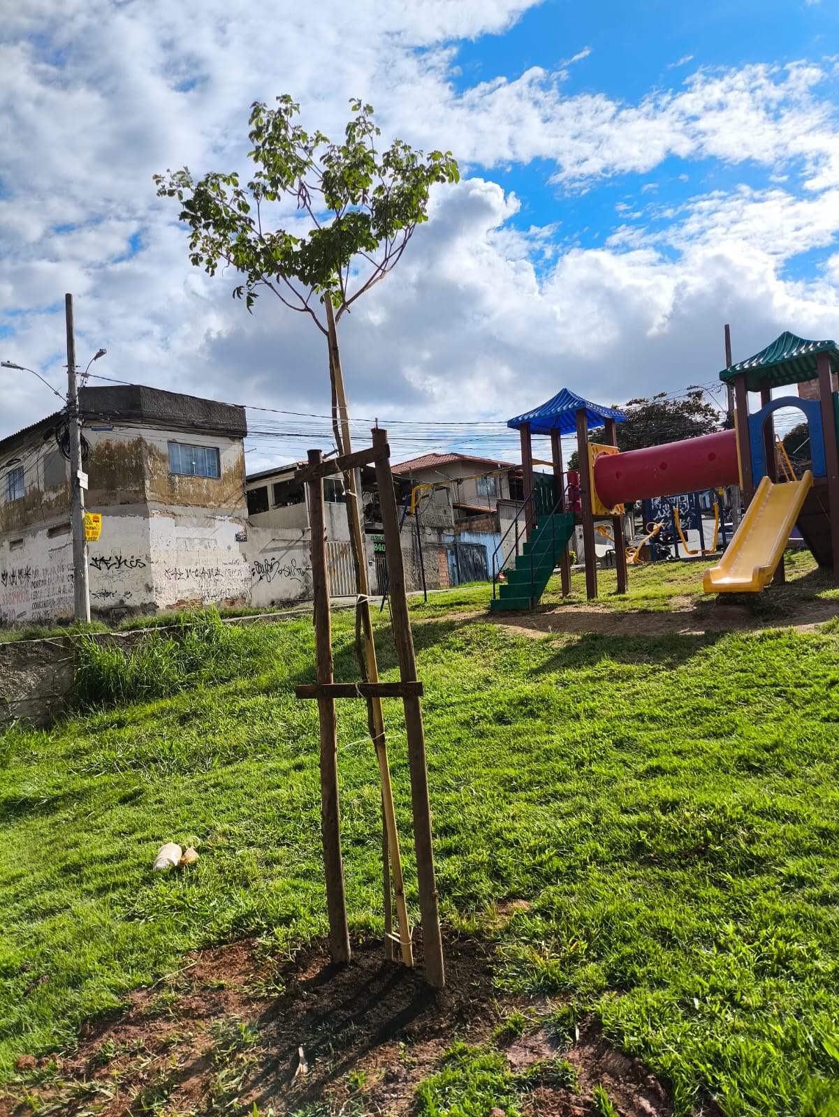 Árvores nativas padrão PBH 3