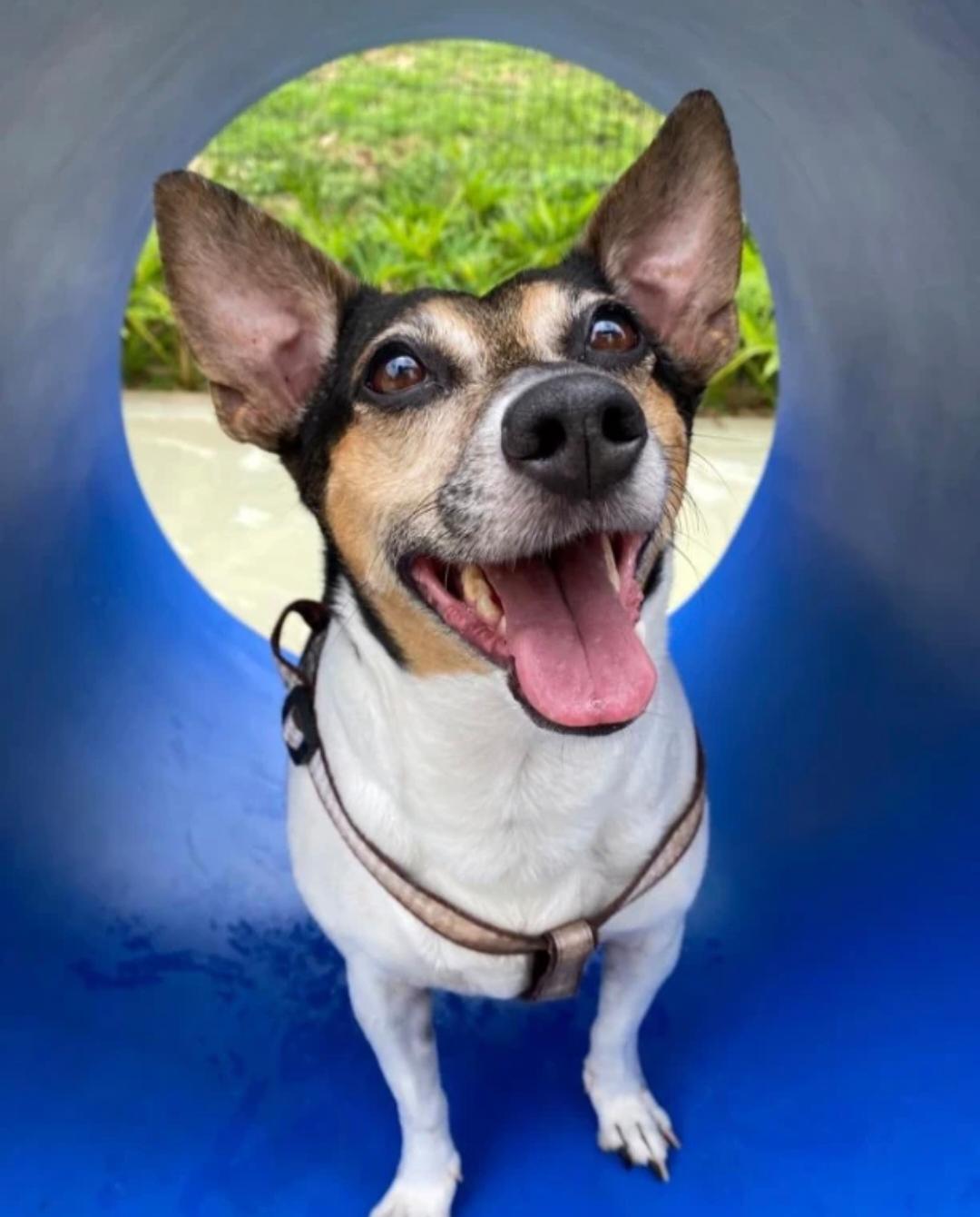 Pets felizes com plano WN Vet