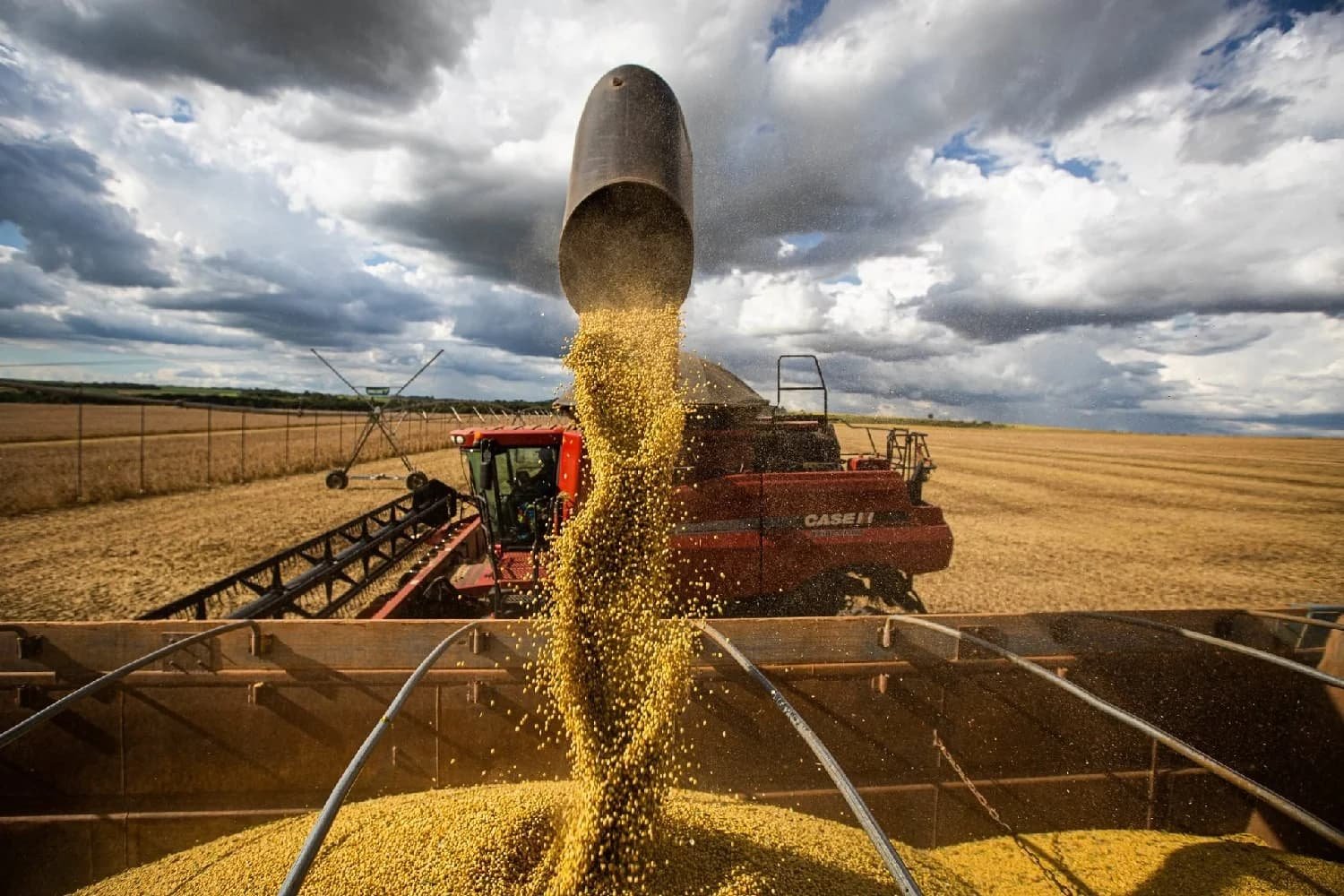 Prêmios de exportação da soja atingem máximas históricas e mudam estratégia de venda no campo