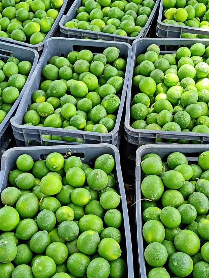 VENTA DE LIMONES AL POR MAYOR Y AL DETALLE
