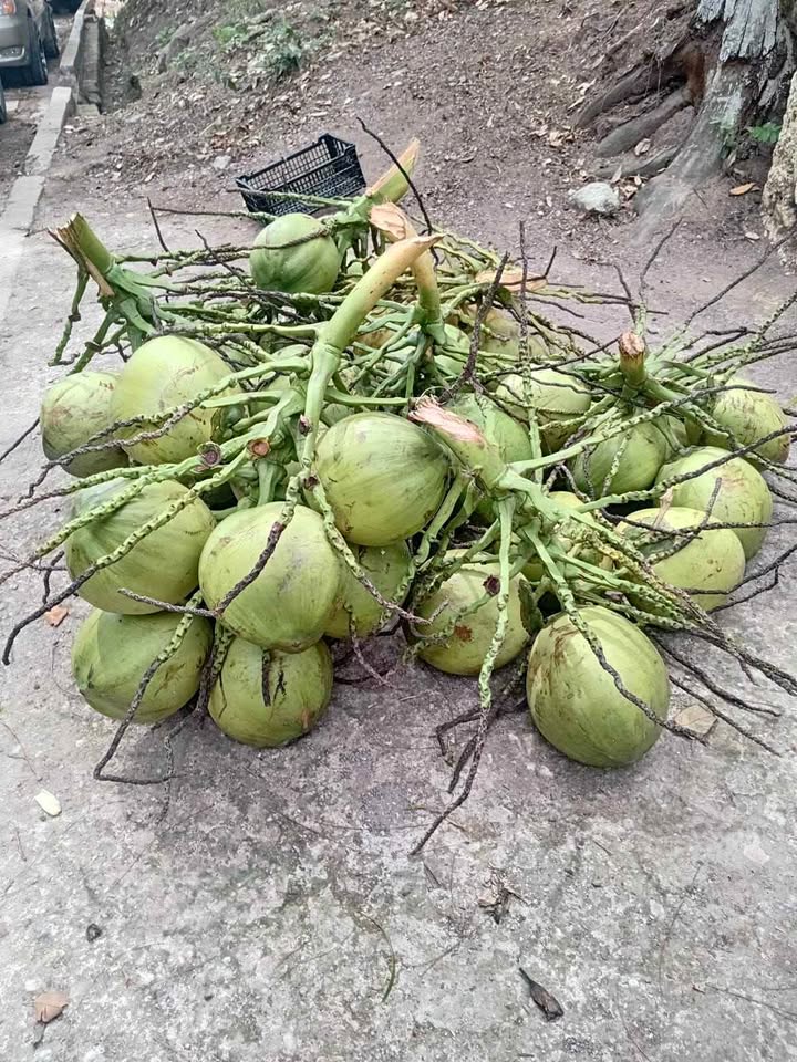 Cocos de agua