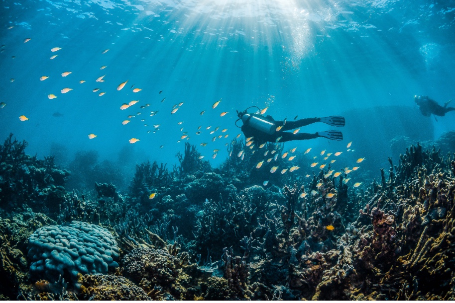 Dive Into Wonder: Your Personal Guide to Scuba Adventures in Qatar