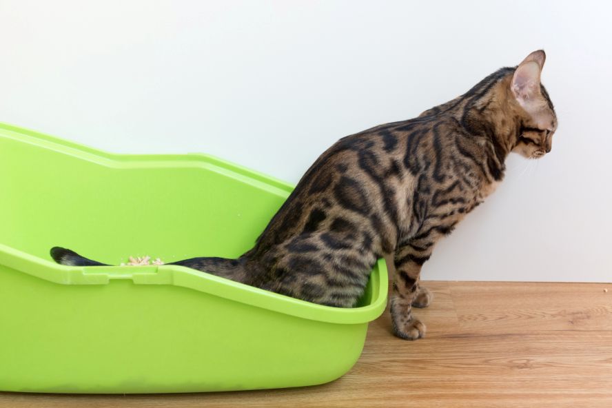 Bengal Katze sitzt auf grüner Katzentoilette