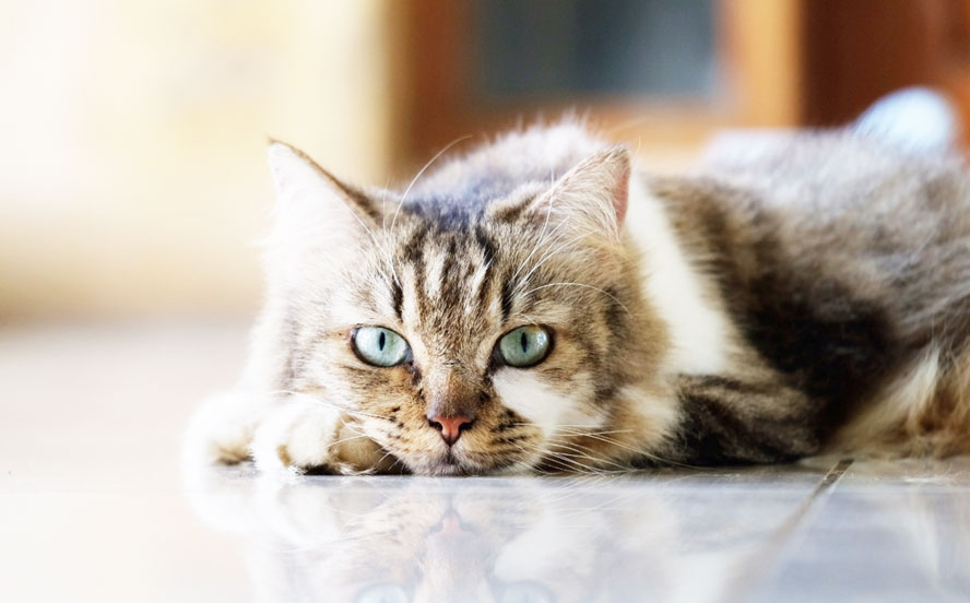 Katze liegt auf Boden wird gespiegelt