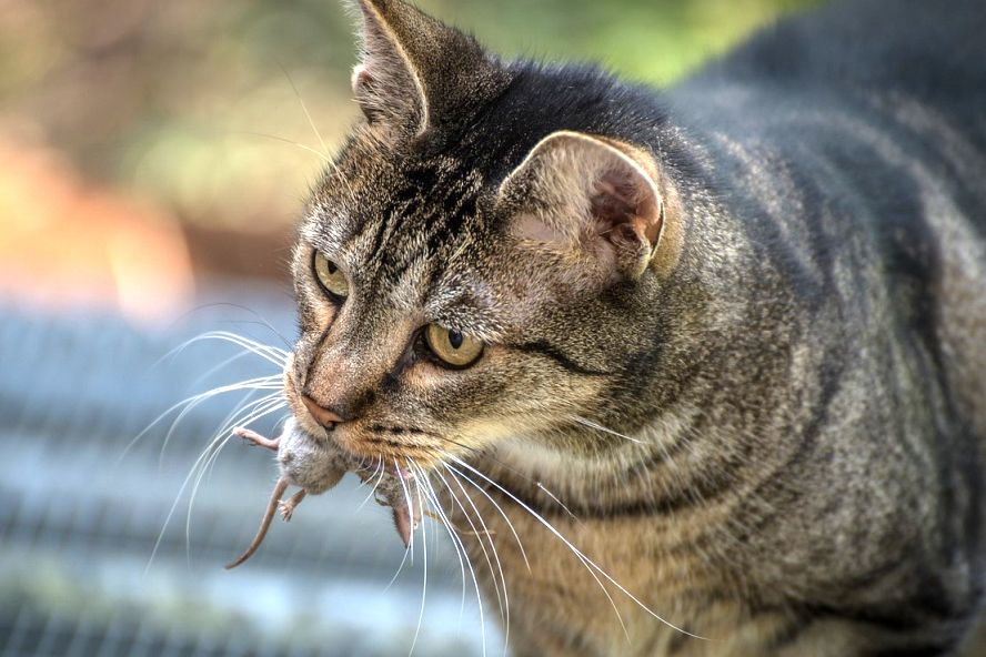 Katze mit gefangener Maus im Maul
