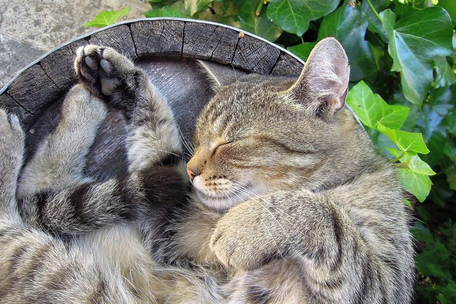 Katze schläft auf Holzfass im Freien