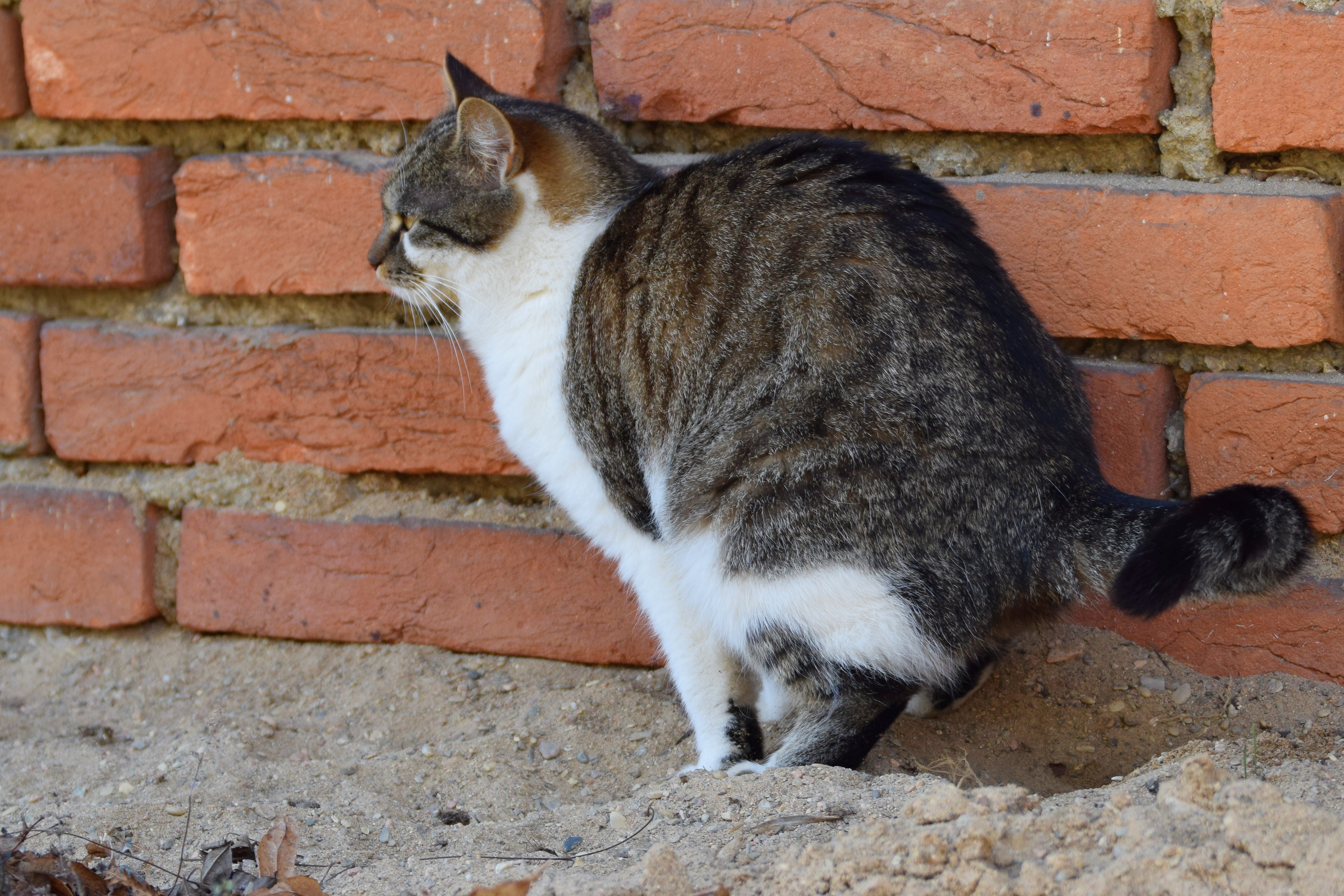 Katze setzt Urin ab