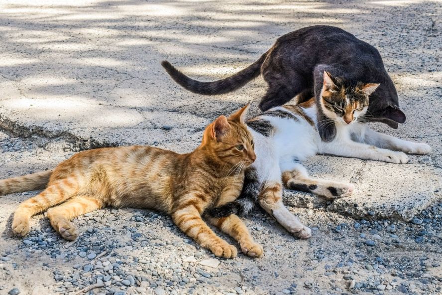 Straßenkatzen Streuner spielen