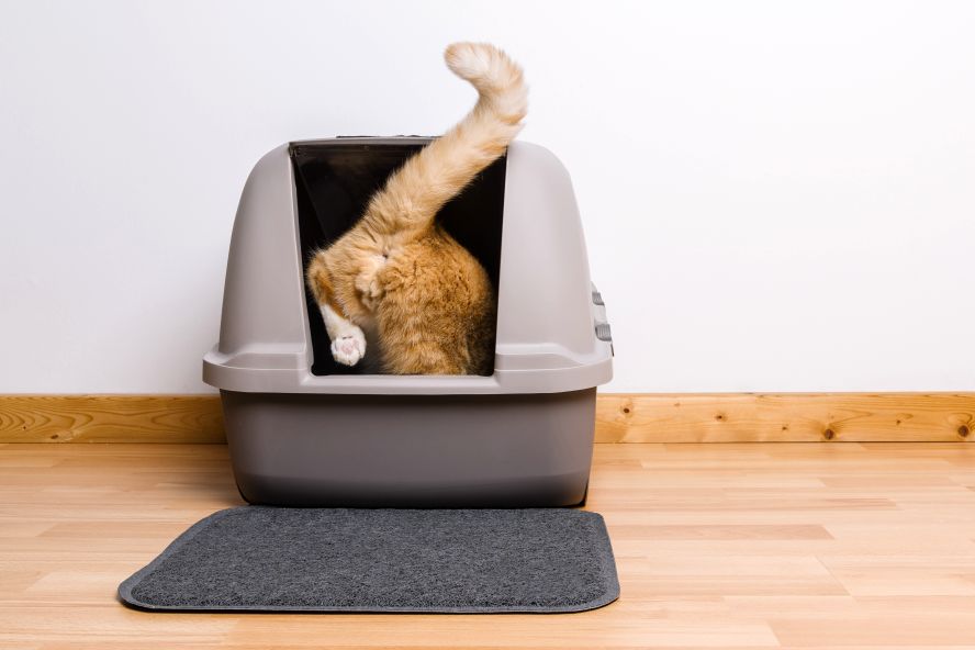 rote Katze steigt in Katzentoilette ein