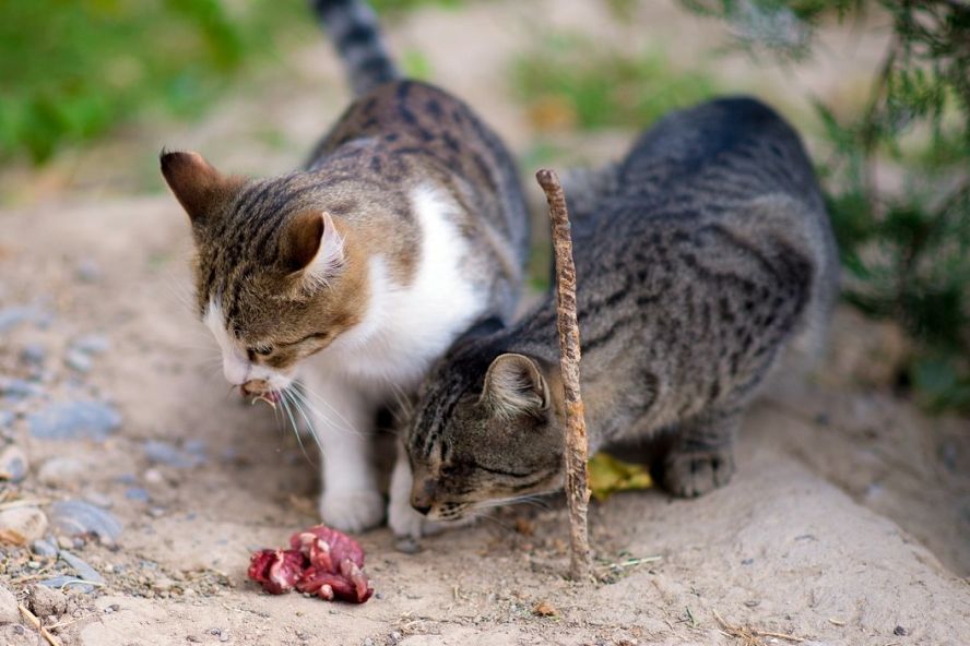 zwei Katzen fressen rohes Fleisch
