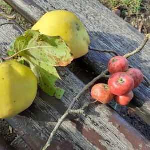 Frucht 