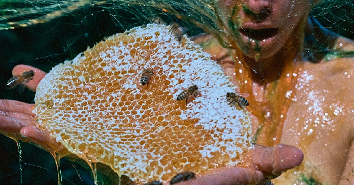 Honigwabe und Bienen