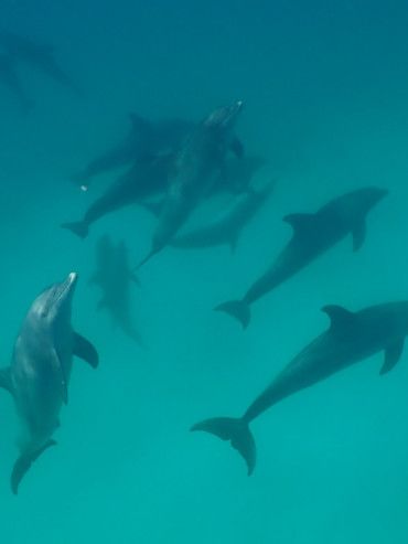 Eine Gruppe von Delfinen schwimmt im klaren Wasser.