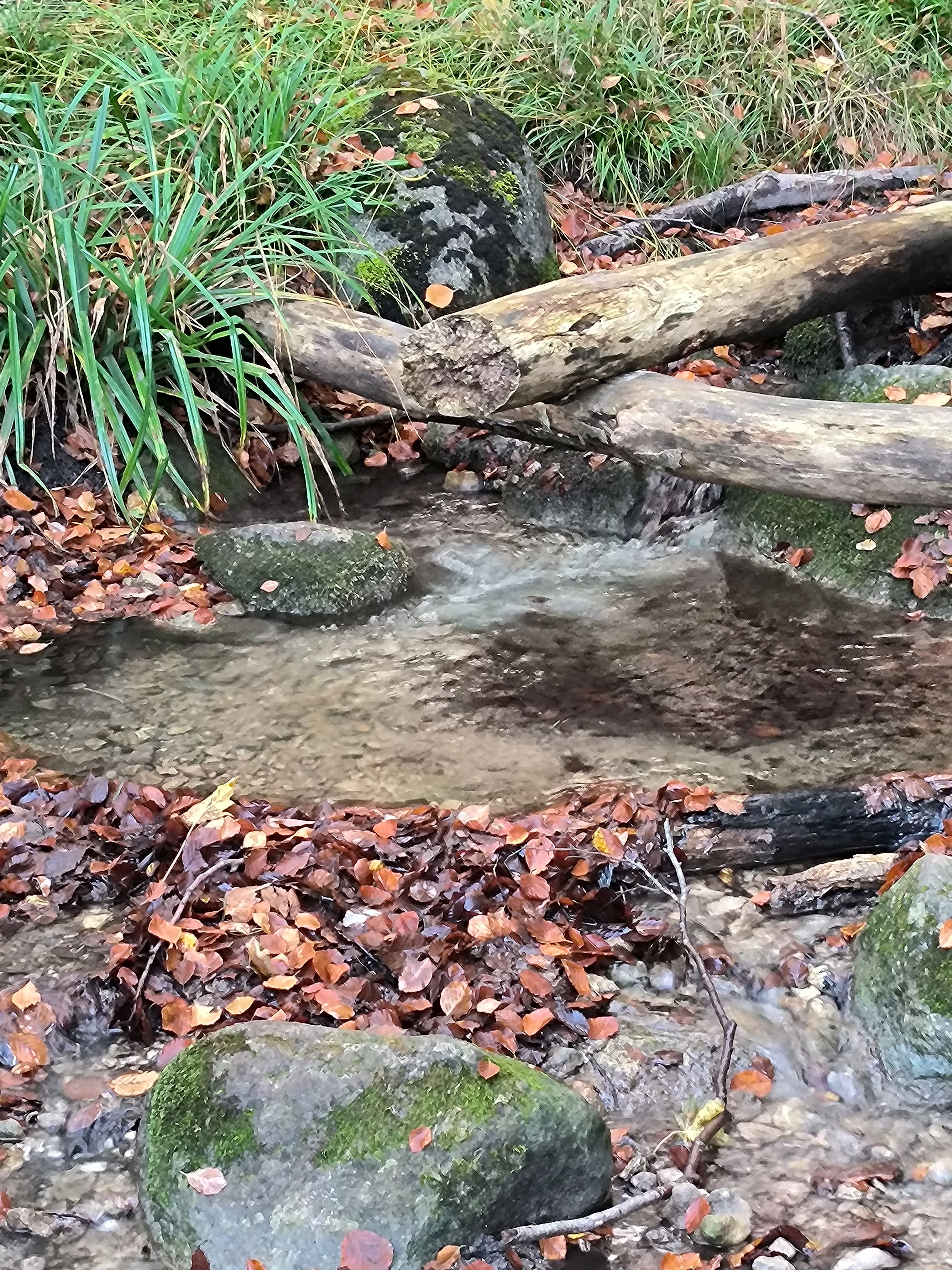 kleiner Waldteich