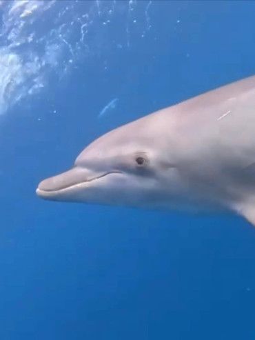 Ein Delfin schwimmt im offenen Wasser und schaut direkt in die Kamera.