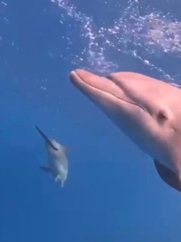 Ein Delfin schwimmt mit einem weiteren kleinen Delfin im Wasser.