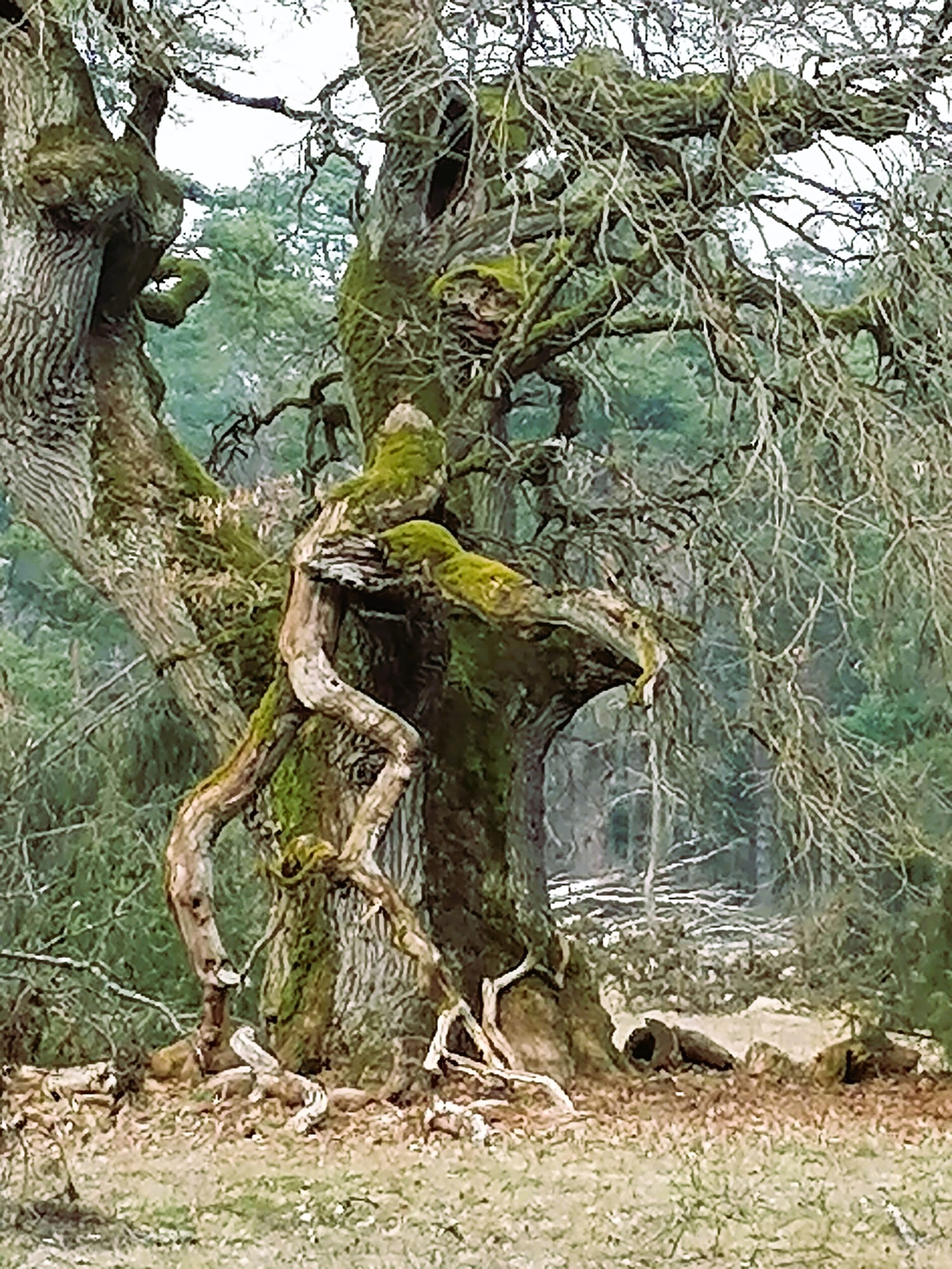 Meister Baum – Weisheit aus der Wurzelwelt