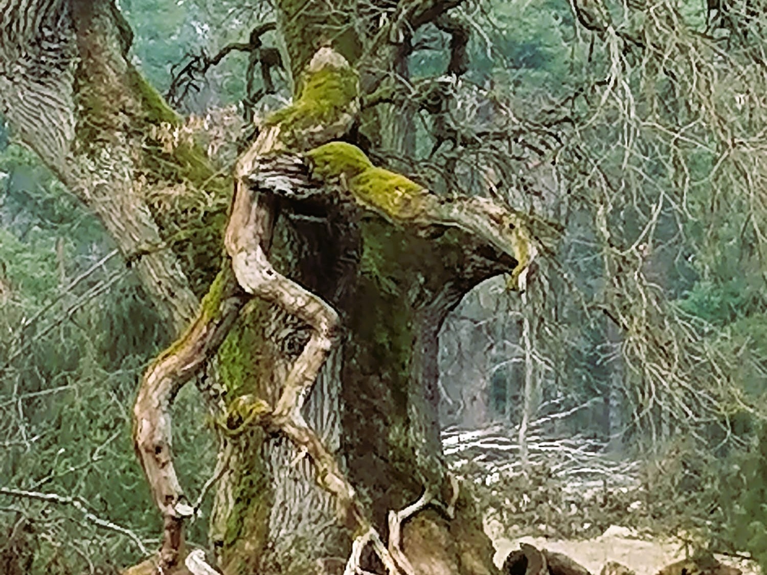 Meister Baum – Weisheit aus der Wurzelwelt, photo 1