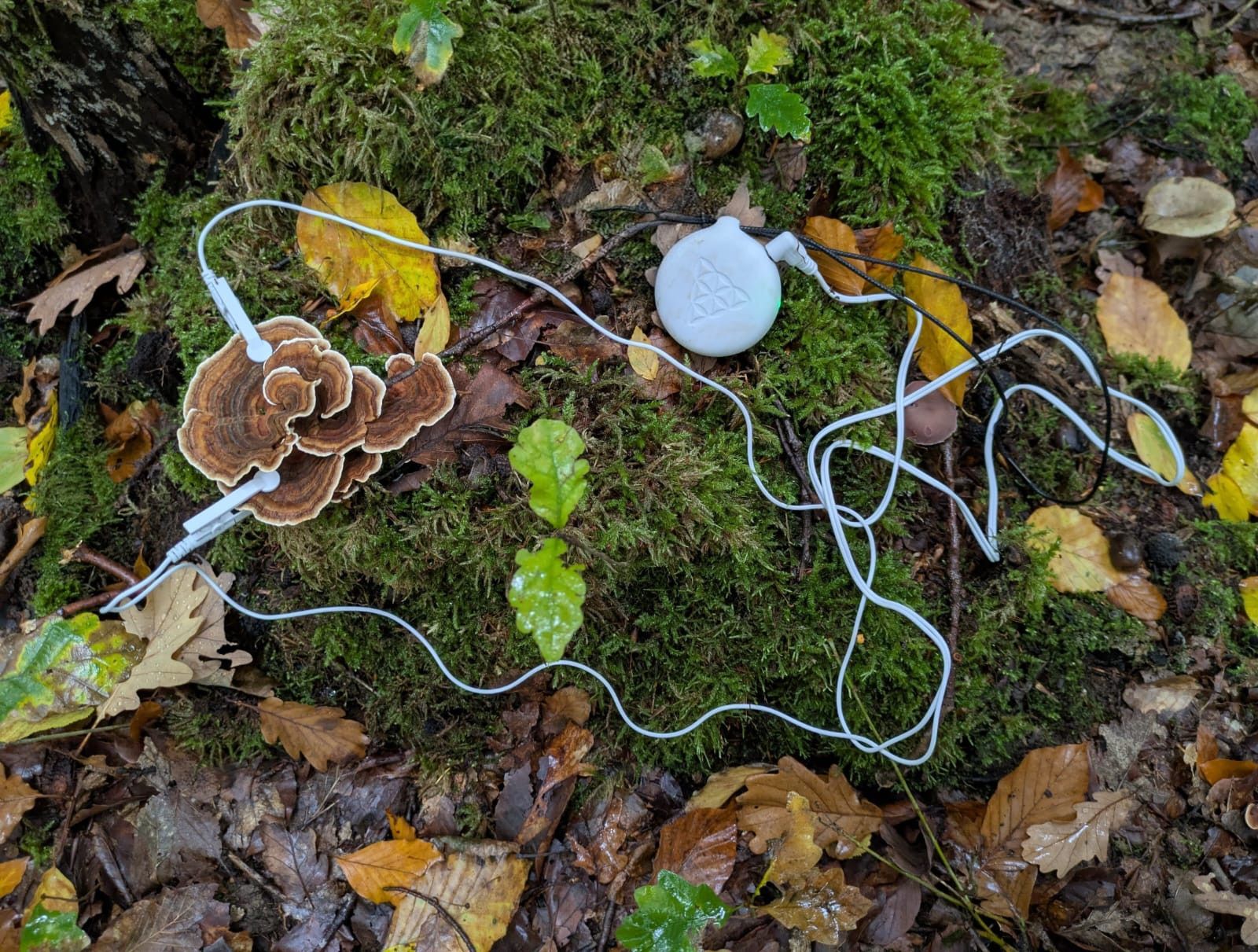 Pilze musizieren