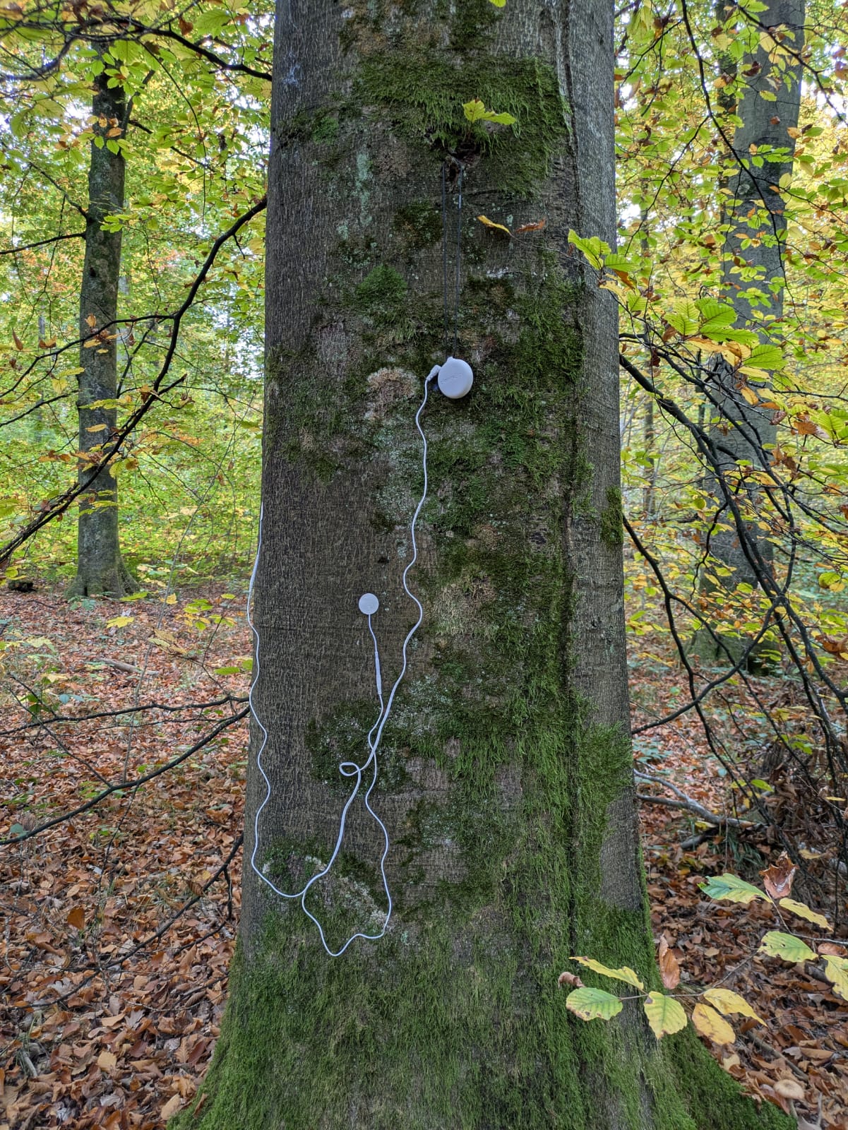 Bäume und Pflanzen musizieren