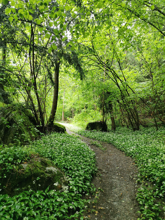 NATUR BEWUSST ERLEBEN: Waldbaden & Kraftorte, photo 3