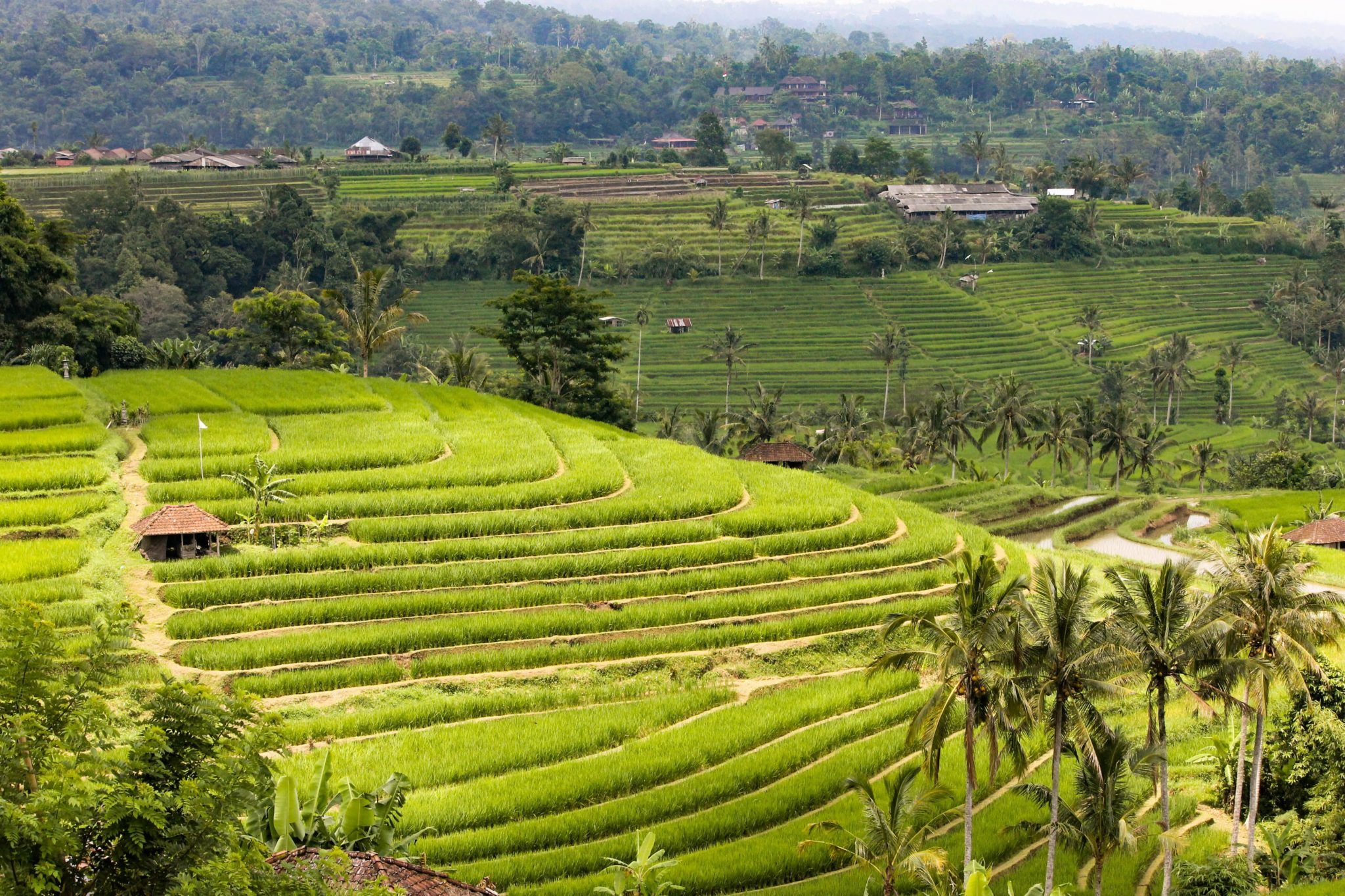 Reisterrassen auf Bali.