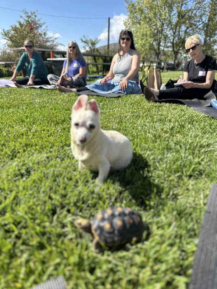 THE MIRACLE OF COMMUNICATION WITH ANIMALS. LEVEL 1, photo 2