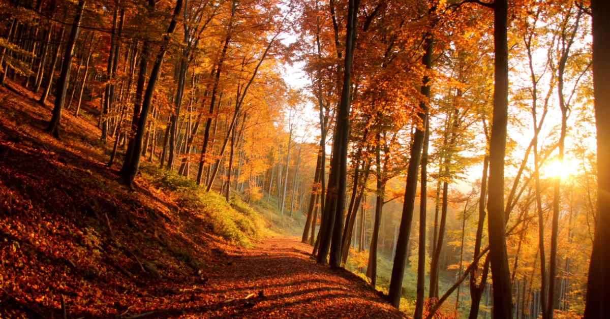 autumn forest