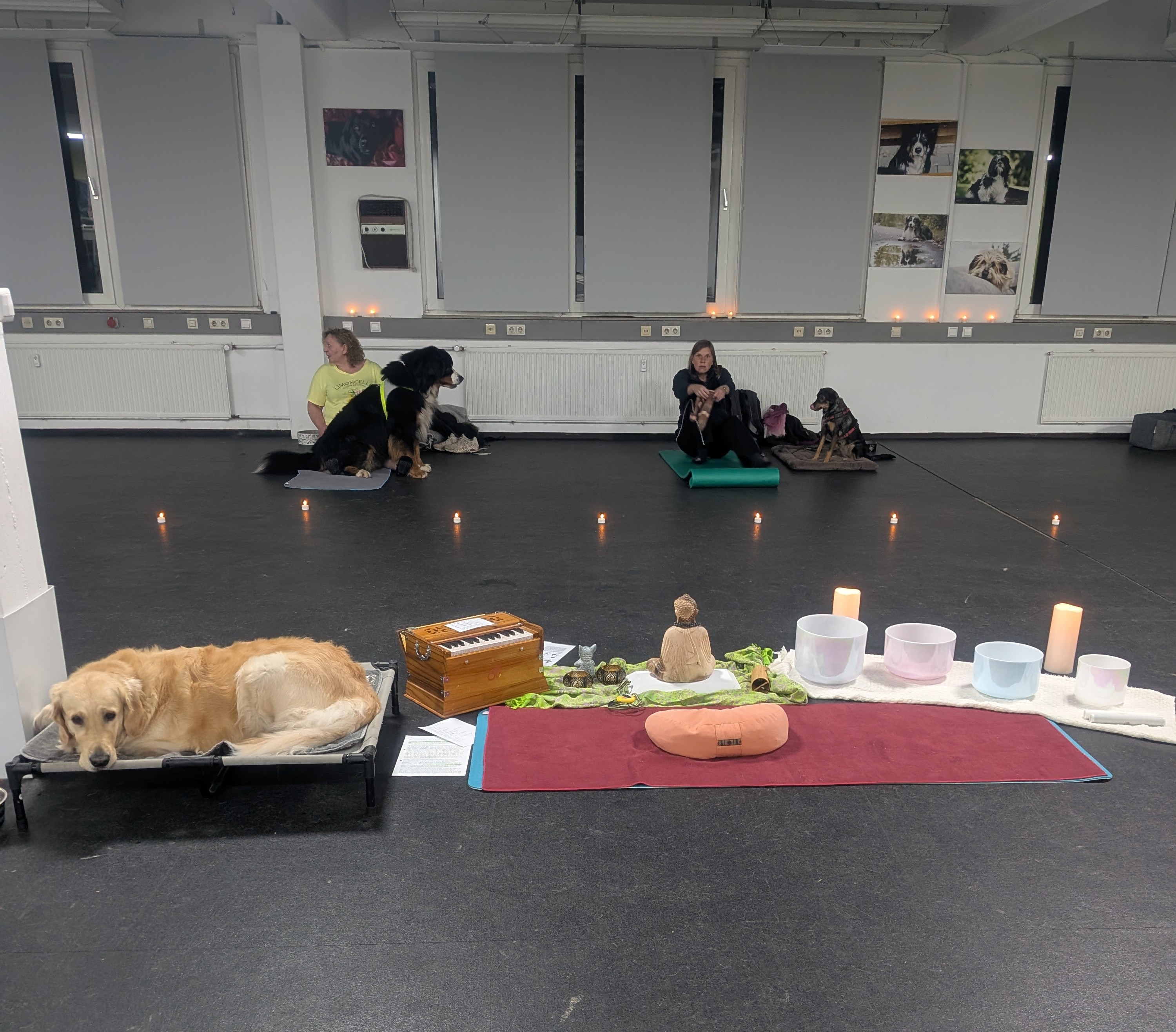 Yoga mit Hund, photo 3
