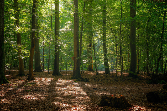 Waldbaden & Kraftorte – jederzeit Termine möglich, photo 2
