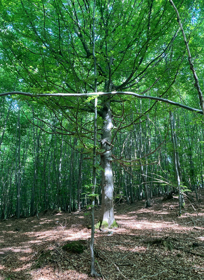 Waldbaden & Kraftorte – jederzeit Termine möglich, photo 4