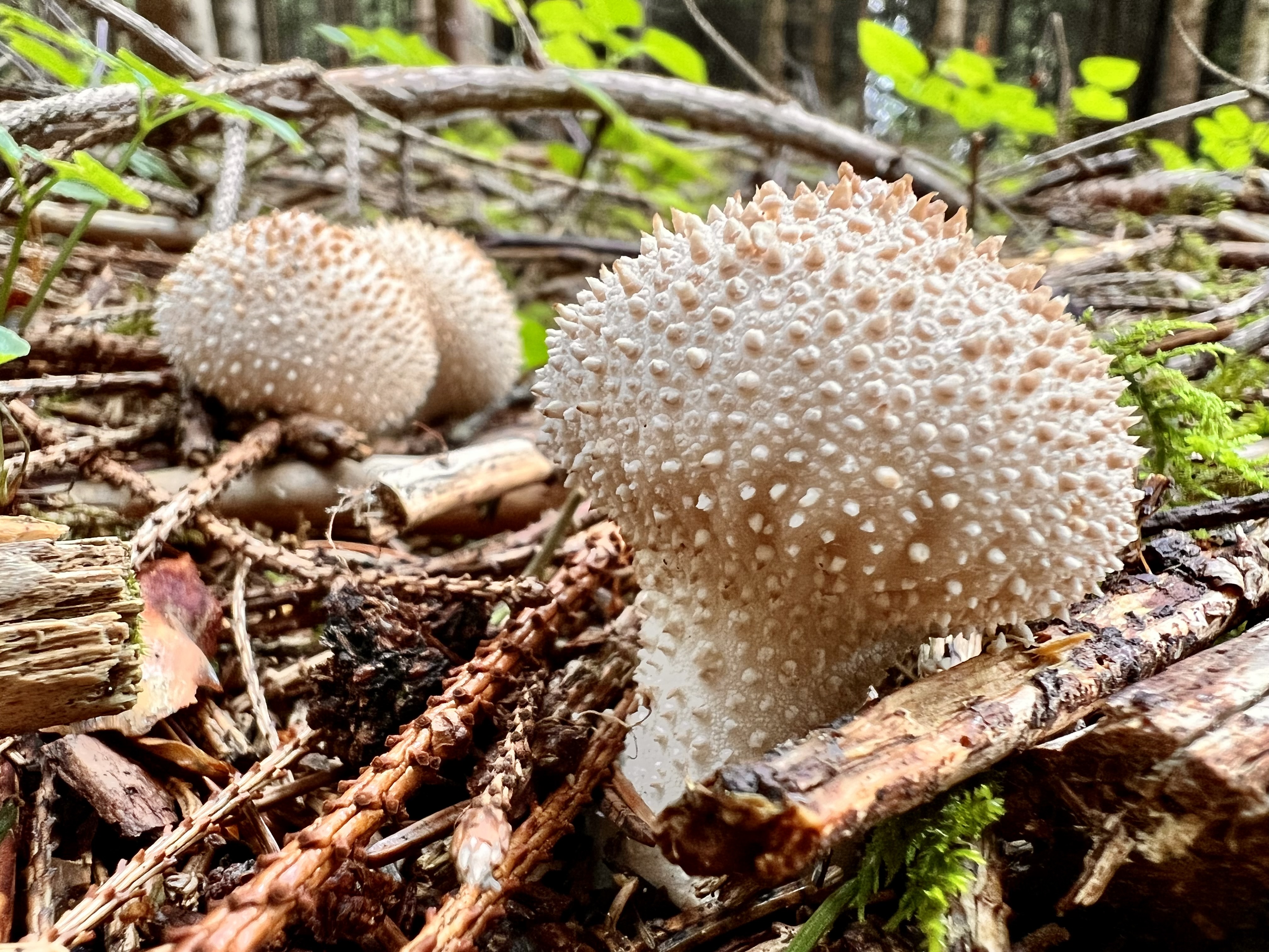 🌿 Waldbaden – Schenke dir Zeit für dich und die Natur in Weinstadt bei Stuttgart, photo 4