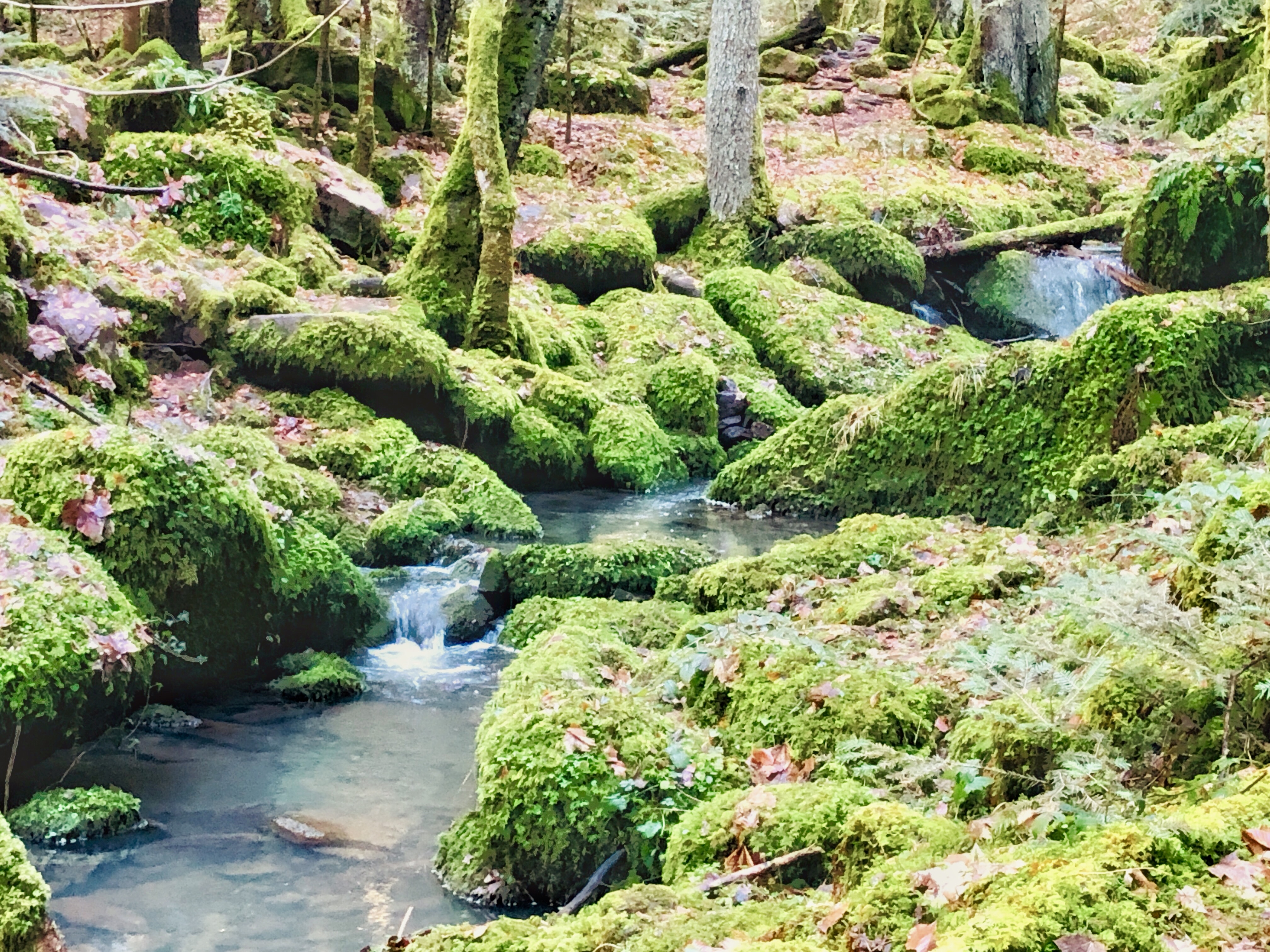 🌿 Waldbaden – Schenke dir Zeit für dich und die Natur in Weinstadt bei Stuttgart, photo 5