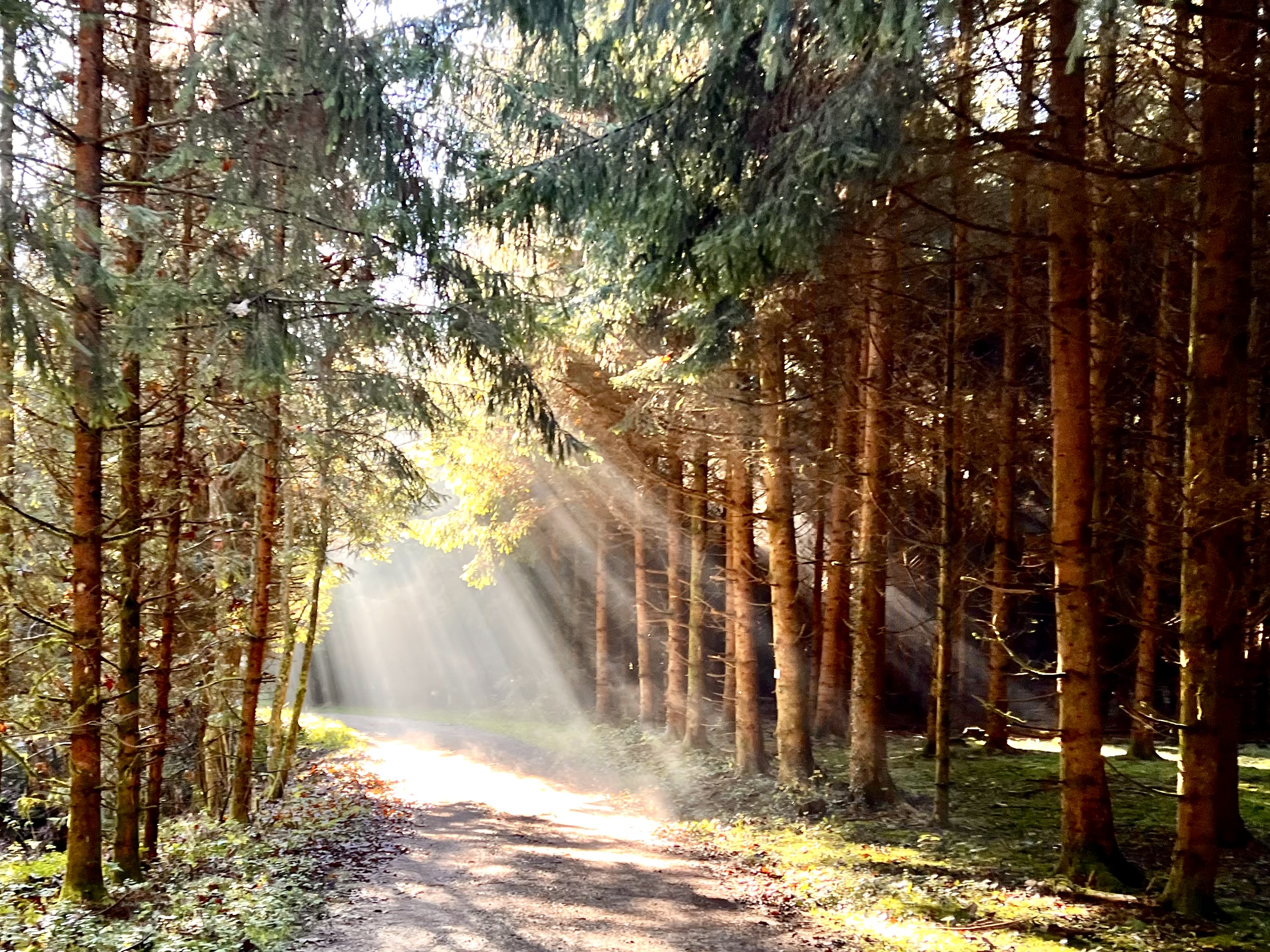 🌿 Waldbaden – Schenke dir Zeit für dich und die Natur in Weinstadt bei Stuttgart, photo 1