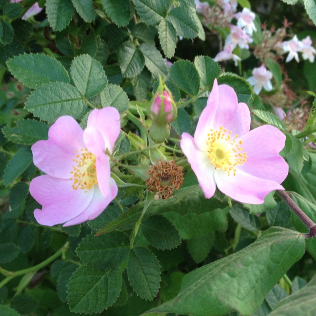 Blüte
