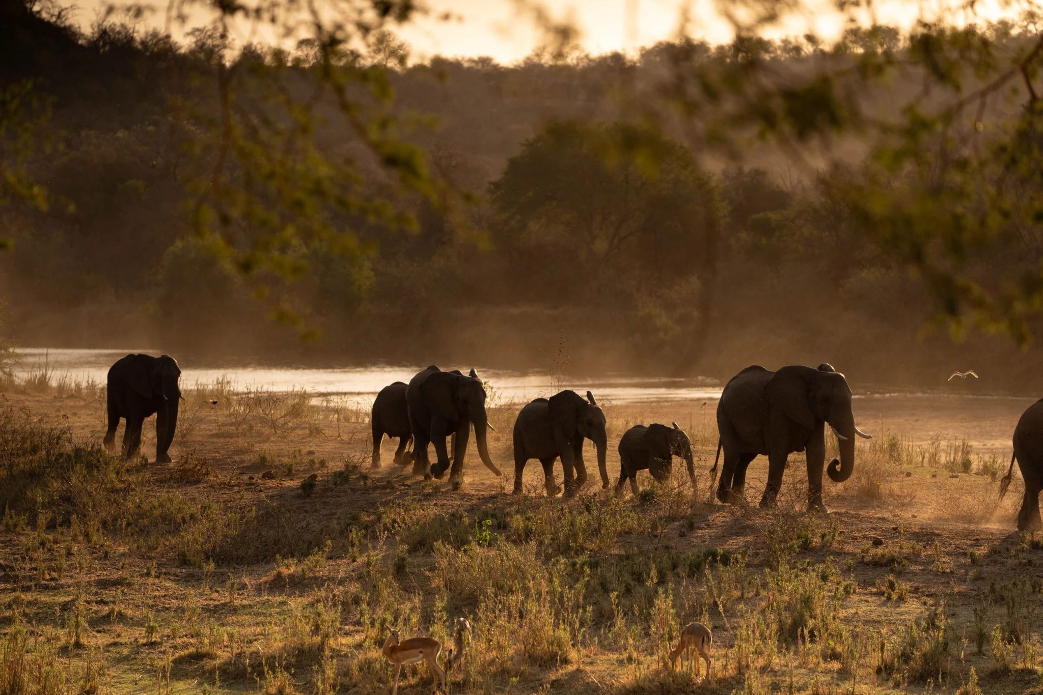 A family of elephants walks along the riverbank at sunset, dust rising around them in a golden haze. This image symbolizes community, strength, and the natural rhythm of life — a reminder of the harmony rediscovered during the safari retreat.