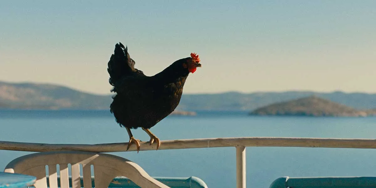 Gallina (Kota): de qué trata la película que tiene a una gallina como protagonista