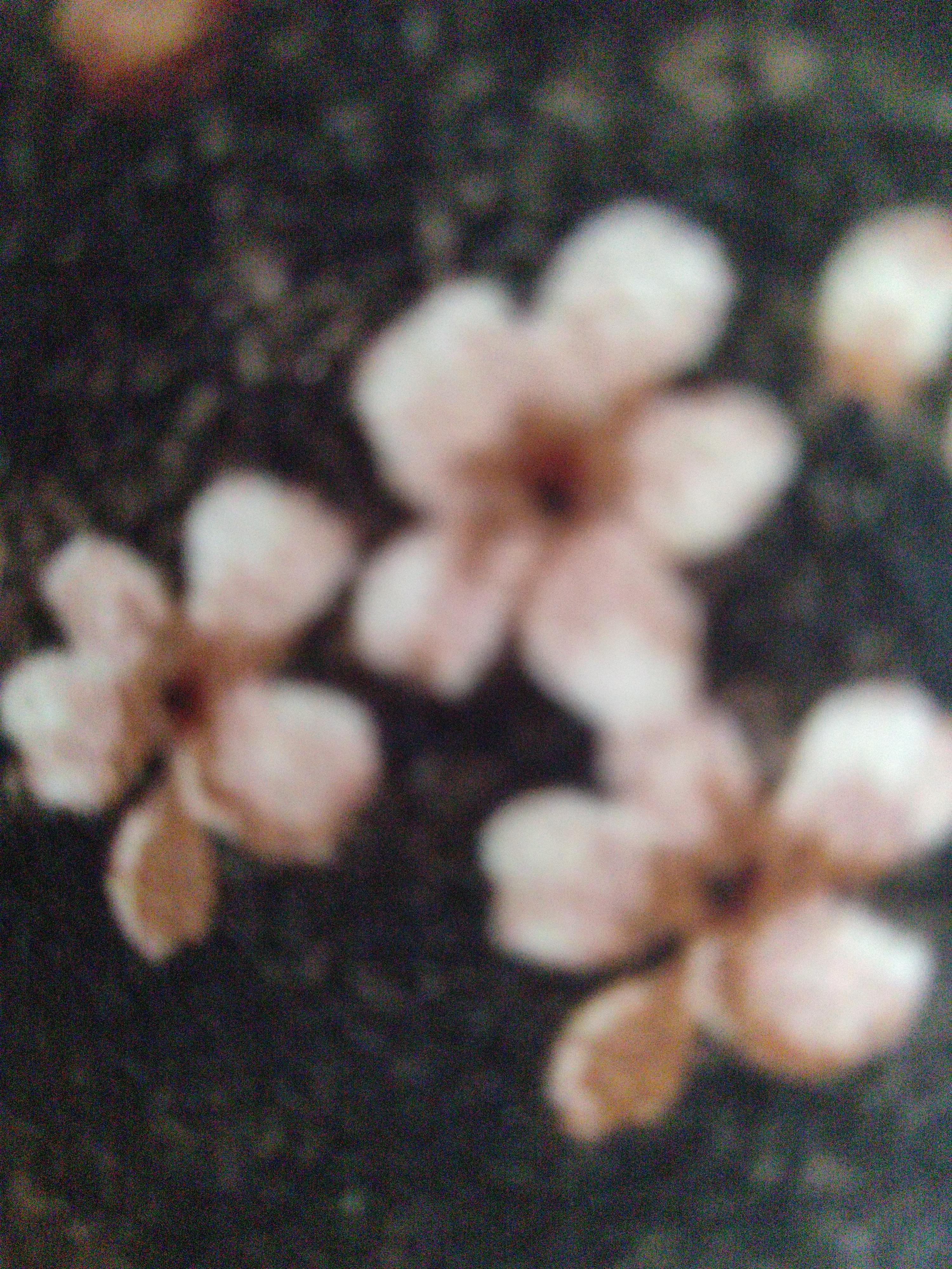 Photo of Dr Satvik Bopparaju, Homeopathy in Delhi, Andhra Pradesh