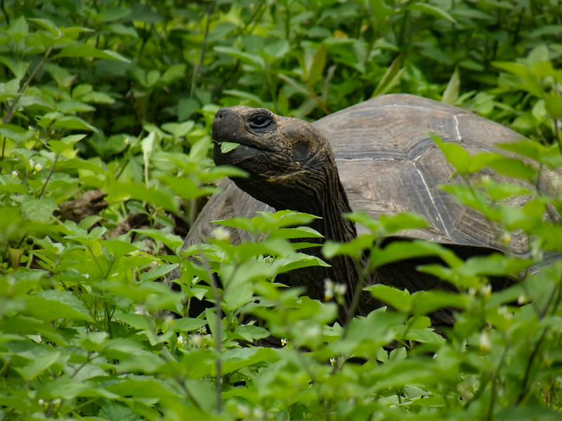 Galapagos Giant Tortoise